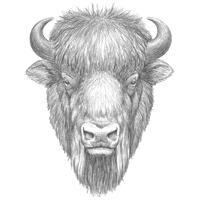 Bison Head Sketch