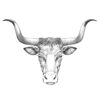 Long Horn Sketch