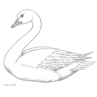 Swan Sketch