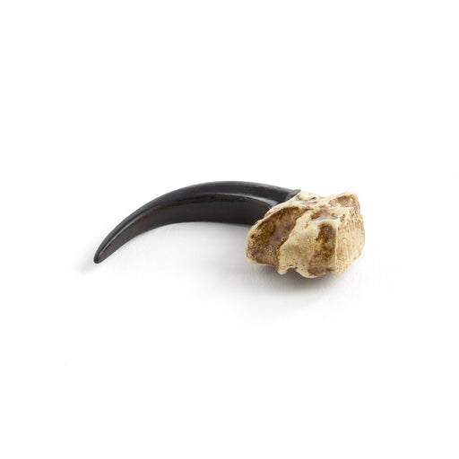 Cast Resin Eagle Claw